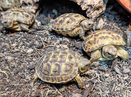 Baby Horsfield tortoises