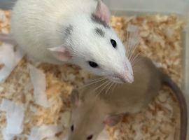 Baby dumbo rats for sale