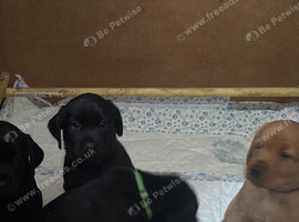 Kc reg 4 lab pups