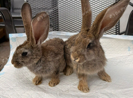 Continental Giant x New Zealand White Bunnies
