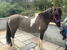 Dunn and white pony 3 years old