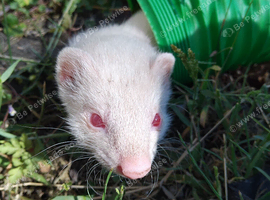 Ferret kits