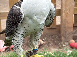 Peregrine x gyr/saker male