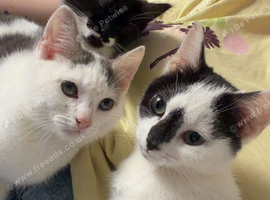 Kittens