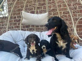 Working Cocker Spaniels