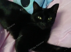 Nurtured male year old cat