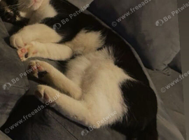 2 male cats 8/9 months old