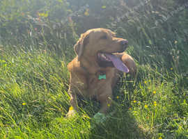 Dog walking West Sussex