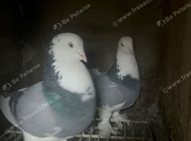West off England pigeons