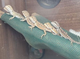 Baby bearded dragon