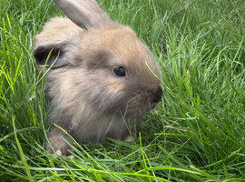 Stunning Mini lop babies available