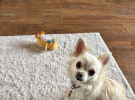 Chihuahua Puppies