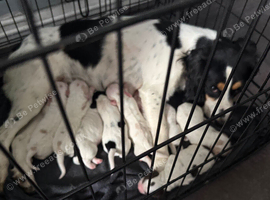 Cocker Spaniel Puppies