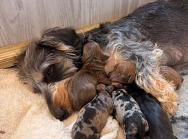 KC Reg Miniature Wire Hair Dachshund&rsquo;s