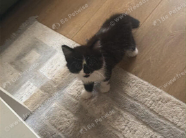 Beautiful Tuxedo Kitten for Sale