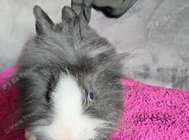 2 fluffy girls of a litter of 5 ready now