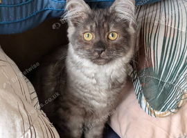 Beautiful Ragdoll x Maine Coon Girl Kitten