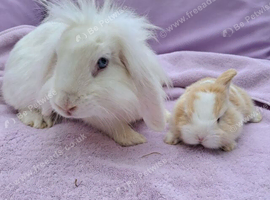 Mini lion lop mum and baby girl