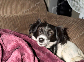 Female dog