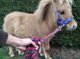 Miniature shetland Registered colt foal