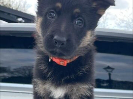 German shepherd puppies
