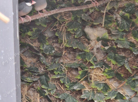 Java sparrows