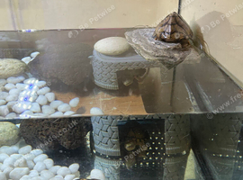 3 razorback turtles 2 male  1 female