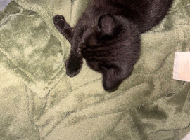 Kitten for urgent rehome