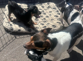 Jack Russell puppies