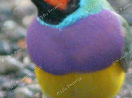 Gouldion finches