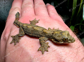 Kuhls Flying Geckos CB26 x2