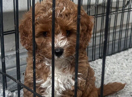 toy cavapoo 1 boy left!!!
