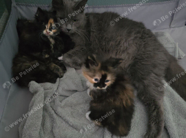 Beautiful Fluffy Kittens Looking for Loving Homes