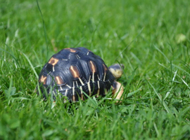 CB2011 Radiated Tortoise for sale