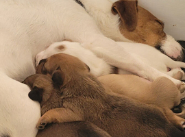 Patterdale, Lakeland, Jack Russell Cross