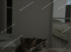 selling 3 kittens