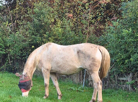 15hh Companion Light Hack Mare for Full Loan
