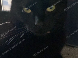 Vada 3 years old female cat