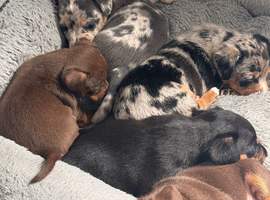 Beautiful litter of Jack Russell Terriers