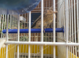 Linnet hen