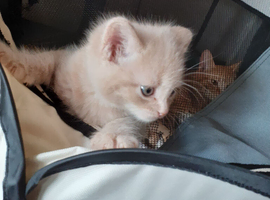 Stunning unique colours kittens for sa