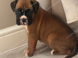 KC BOXER PUPPIES 3 BRINDLES LEFT