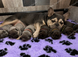 Health tested parents stunning kc registered french bulldog puppies