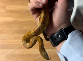 Corn snake for sale