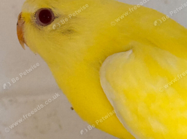 Baby Elegant Parakeets