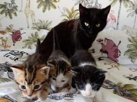 Stunning kitten's