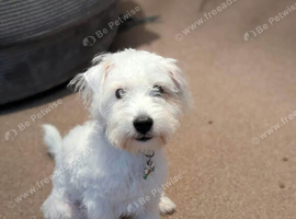 6 months male