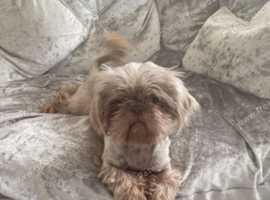 Lilac imperial shihtzu stud