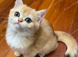 3 and half months old domestic short-haired
