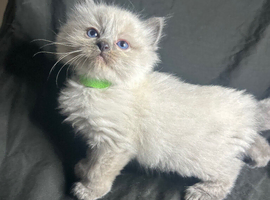 Ragdoll kittens